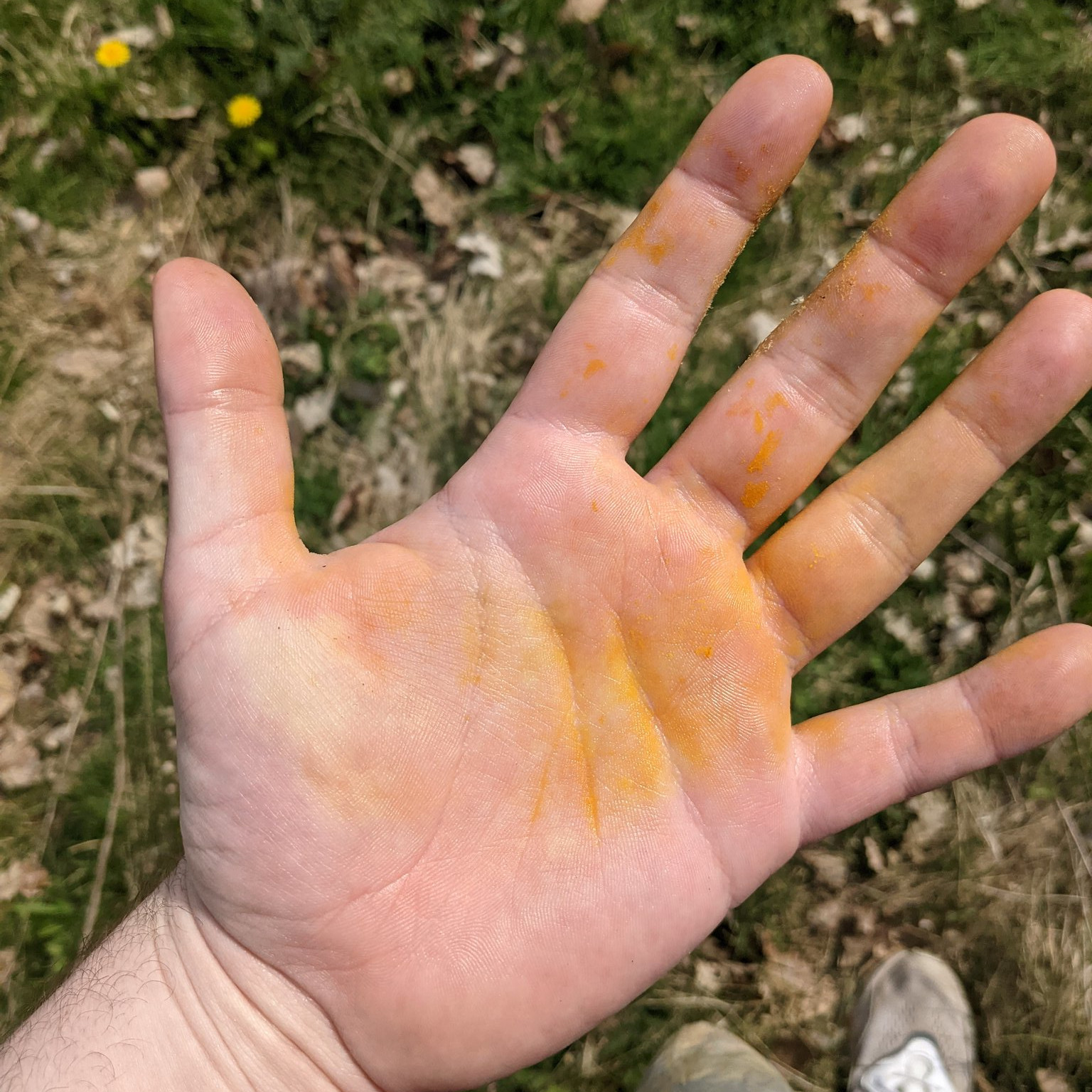 Hands after picking dandelions